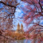 Cherry Blossoms in Central Park