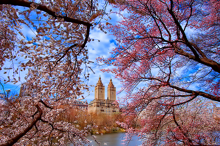 Cherry Blossoms in Central Park