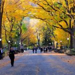 Central Park in the fall