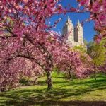 Cherry Blossoms in Central Park