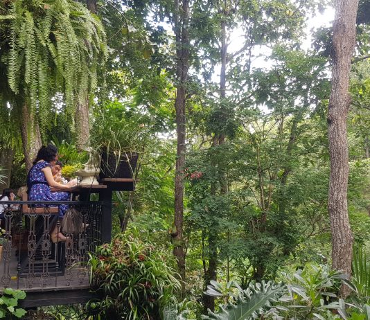 "Wild Coffee & Bistro" คาเฟ่ลับเปิดใหม่ที่ซ่อนตัวในป่าใหญ่