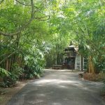 ทางเดินเข้าร้าน “มีนา” ที่ปกคลุมด้วยธรรมชาติ