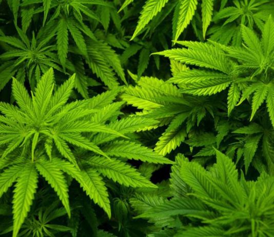 กัญชารักษามะเร็ง