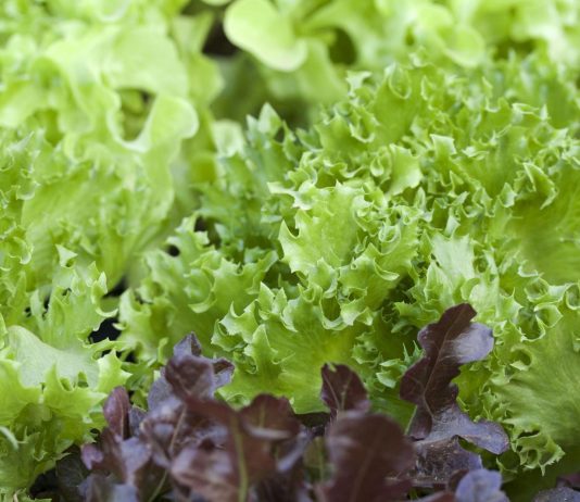 ผักออร์แกนิค