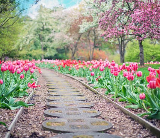 beautiful-bloom-blooming