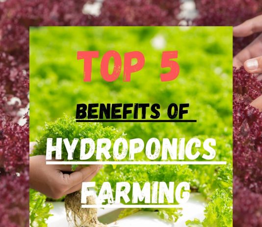 TOP 5 BENEFITS จากการปลูกผักไฮโดรโปนิกส์