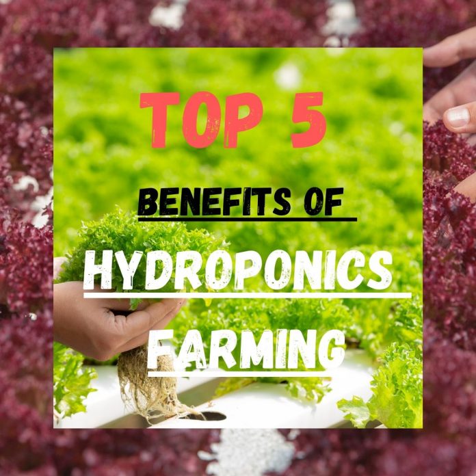 TOP 5 BENEFITS จากการปลูกผักไฮโดรโปนิกส์