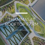 Thammasat rooftop farm