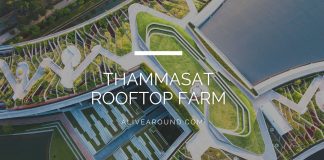 Thammasat rooftop farm