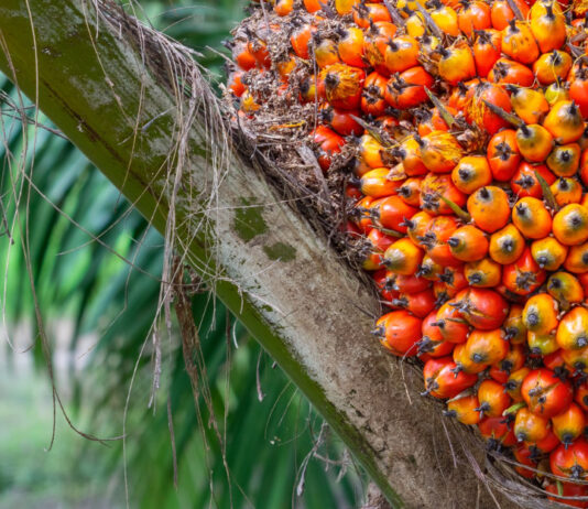 พันธุ์ปาล์มทั้งหมดมีอะไรบ้าง พันธุ์ปาล์มทั้งหมดมีอะไรบ้าง